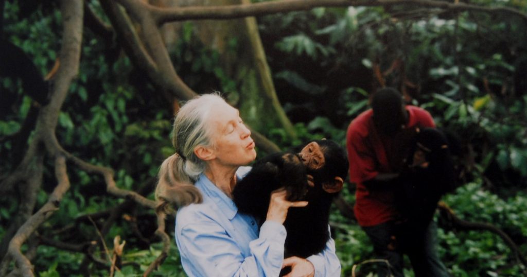 Konservatori ikonik Jane Goodall vdes në moshën 91 vjeç