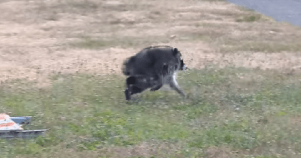 Jimothy Raccoon ka Kongresin që lufton për mbijetesën e tij